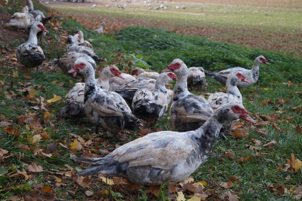 Mäusegänse im Laubgarten