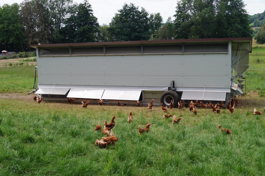 Hühner vor mobilem Hühnerstall