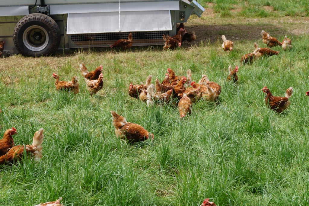 Hühner grasen auf grünem Feld