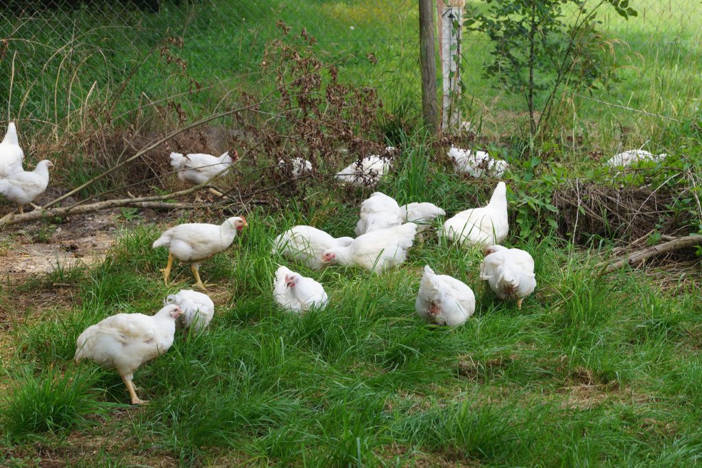 Hühner im grünen Gras