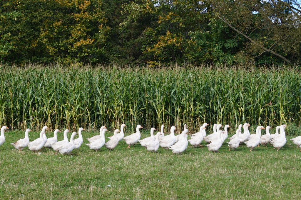 Weiße Gänse vor Maisfeld