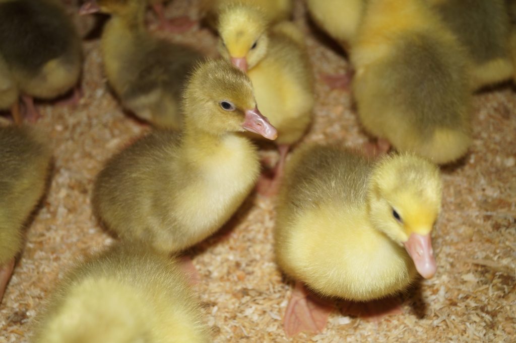 Flauschige kleine Küken