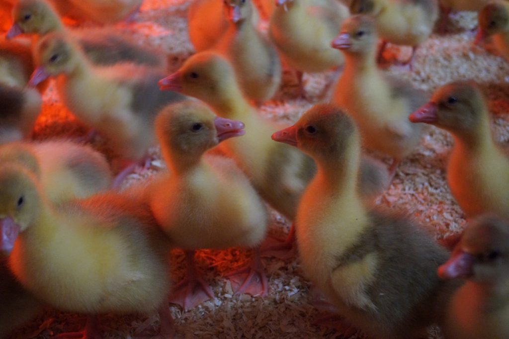 Küken in warmem Licht