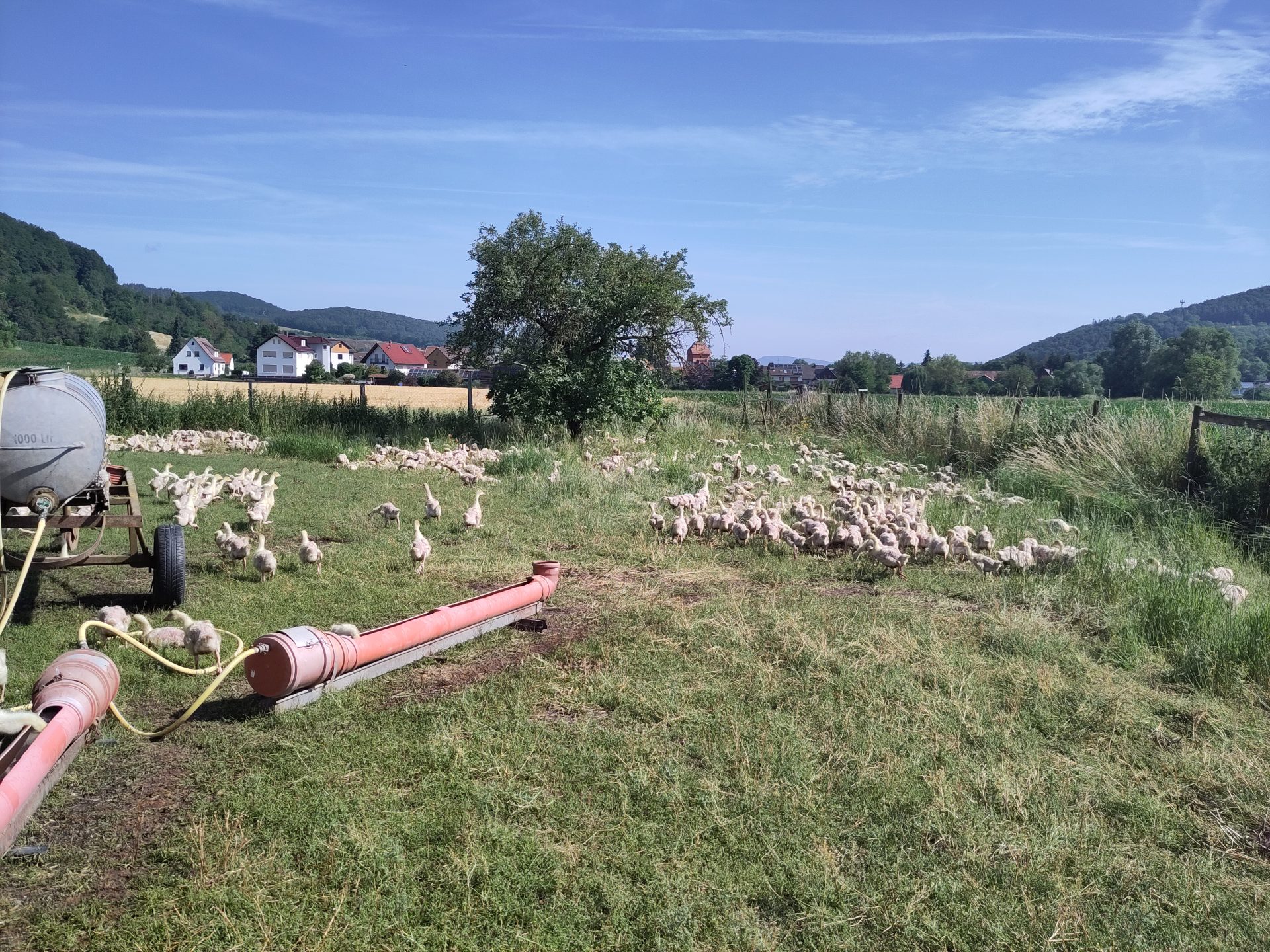 Enten auf einer Wiese