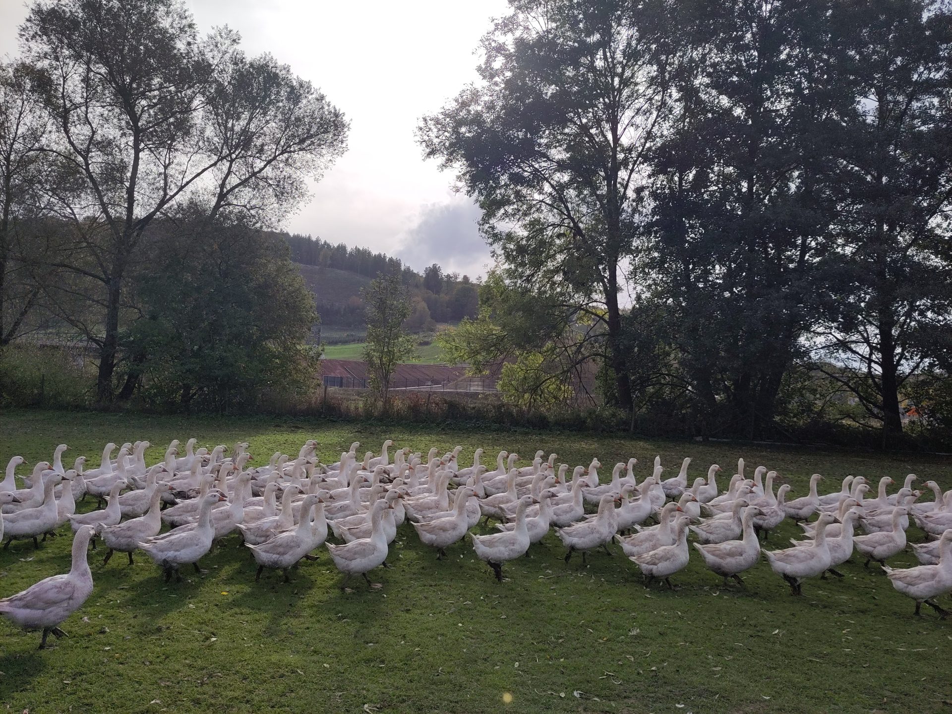 Weiße Gänse auf der Wiese