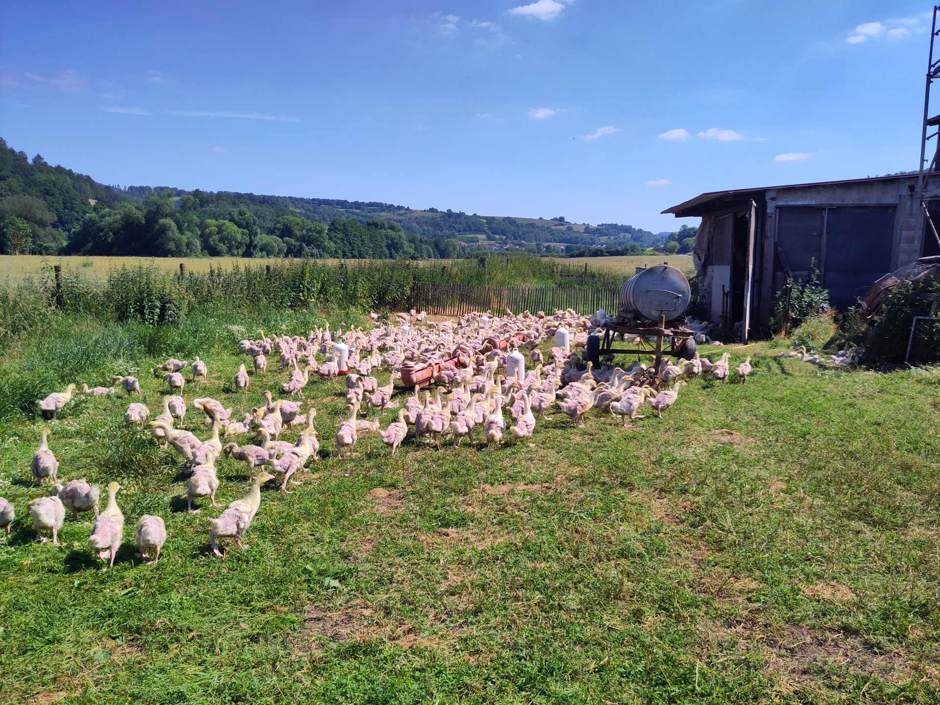 Hühner auf einer Wiese